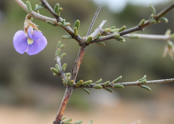 Western Australian Plants Fabaceae